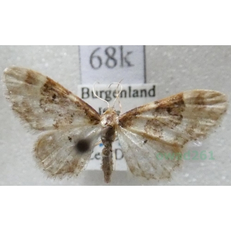 Idaea rusticata (Denis & Schiffermüller, 1775) Krocznik wieśniaczek Austria68k